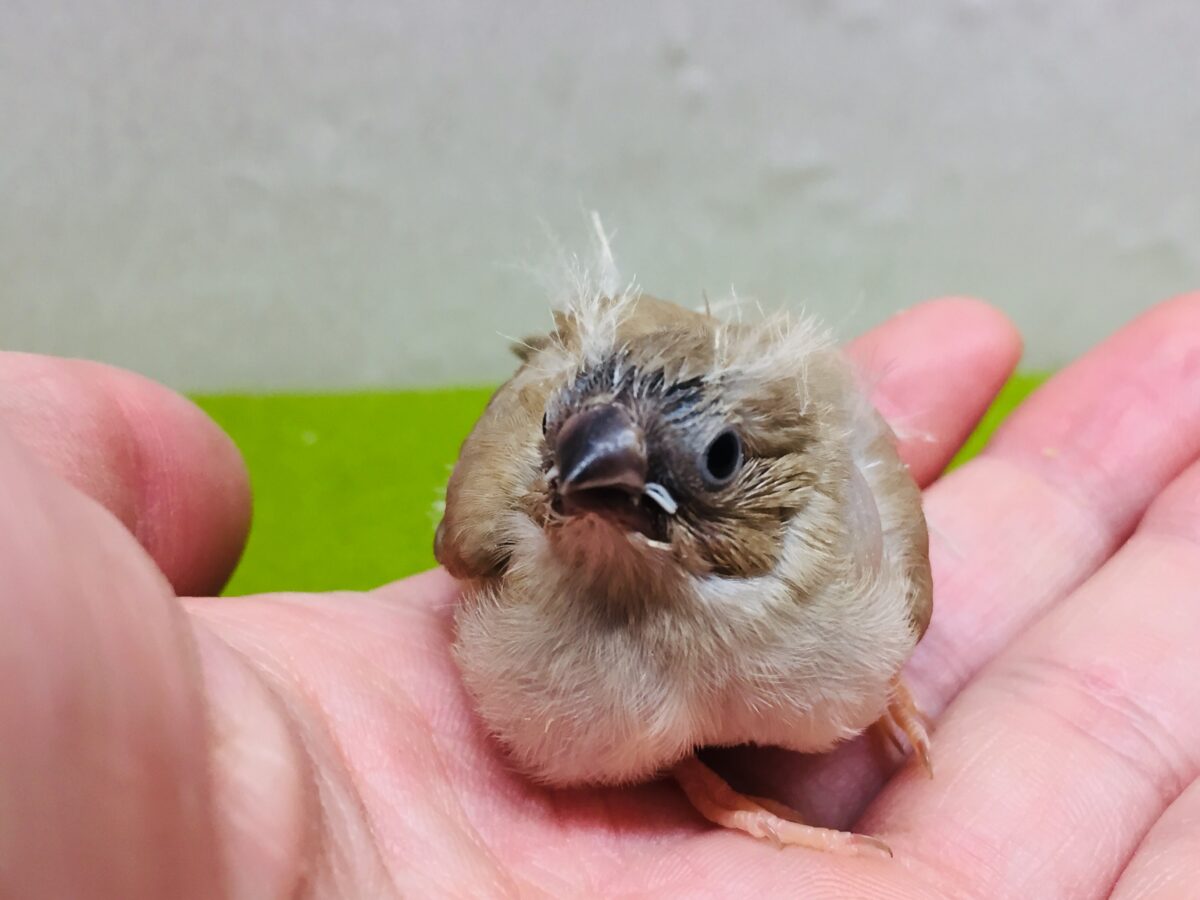 錦花鳥（キンカチョウ）
