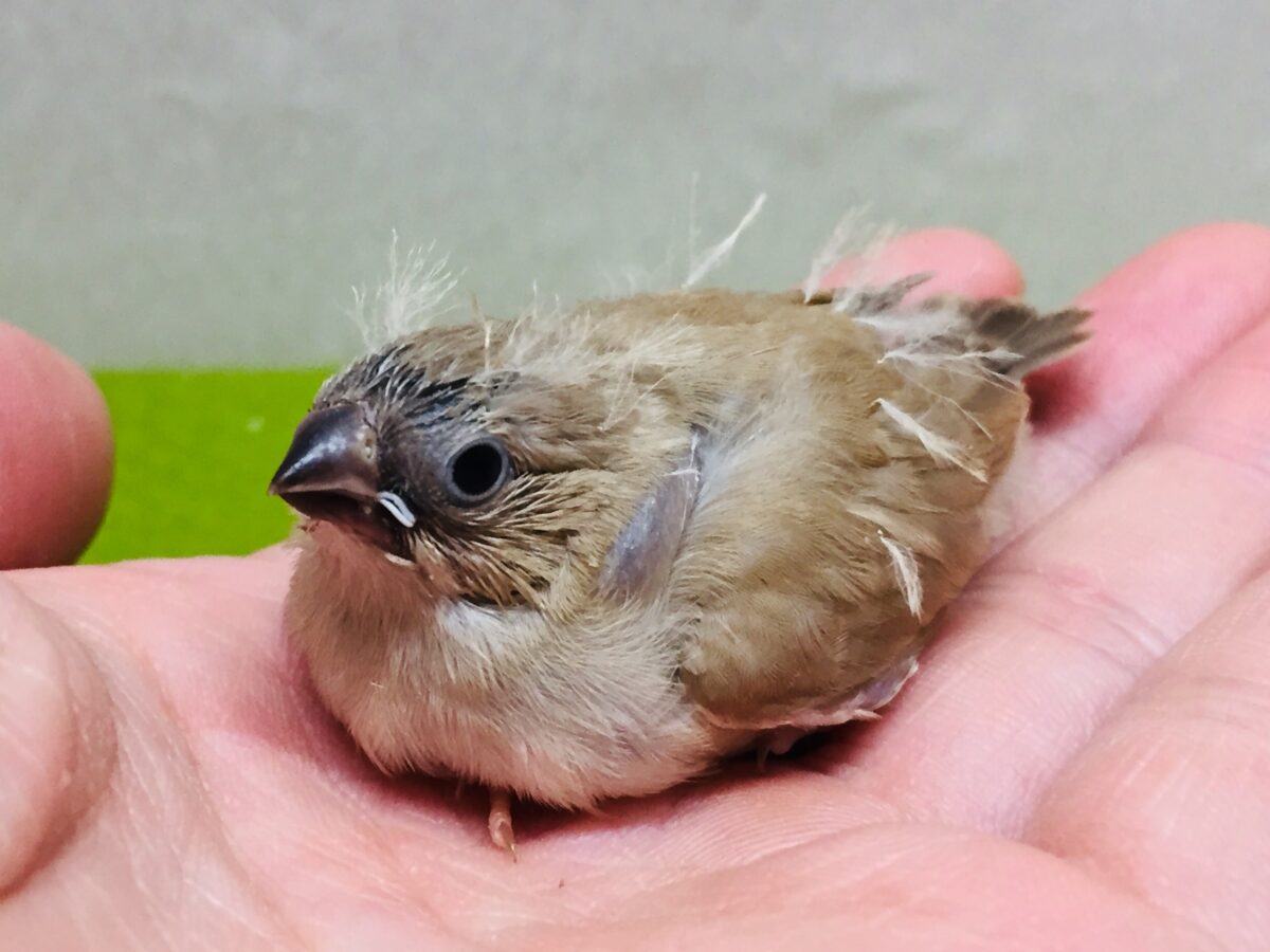 錦花鳥（キンカチョウ）