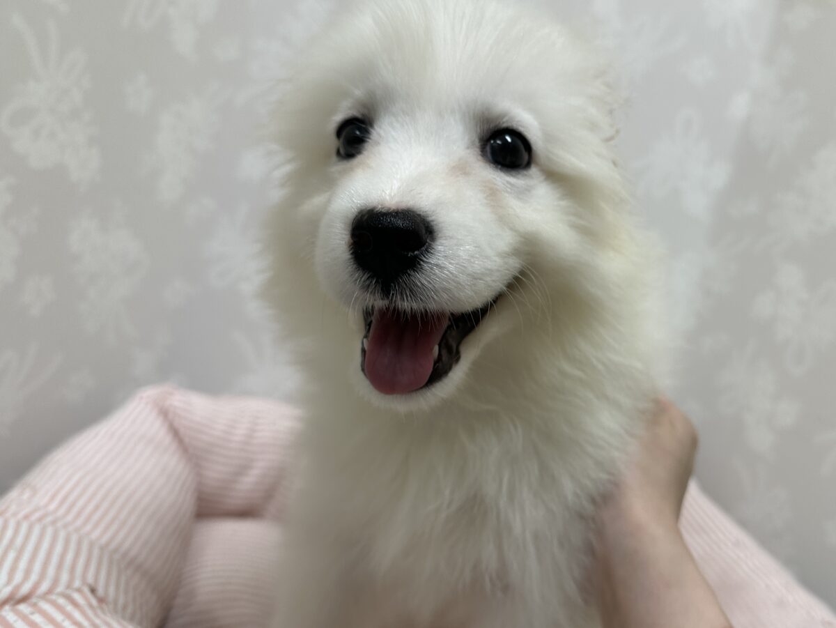 サモエド