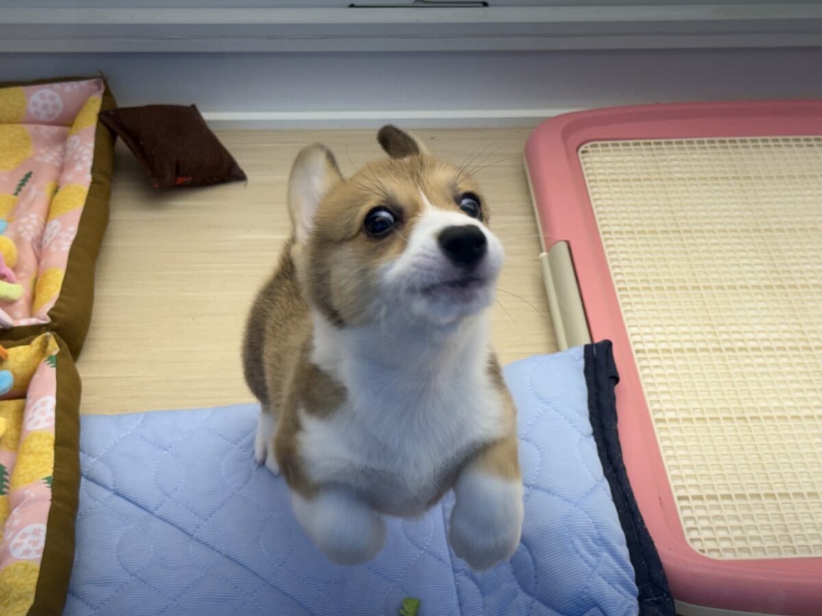 ウェルシュコーギー・ペンブローグ