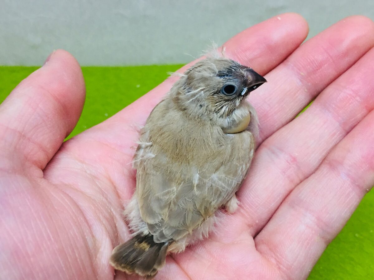 錦花鳥（キンカチョウ）