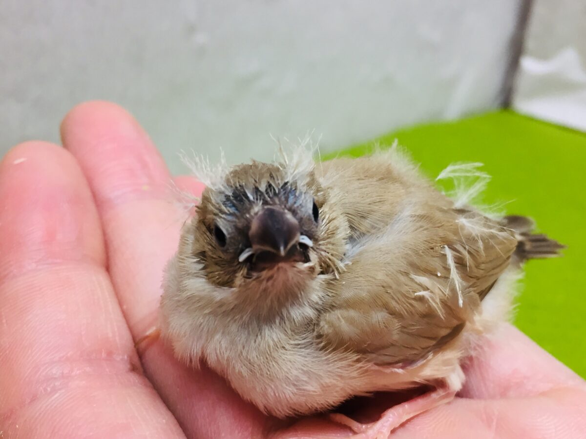 錦花鳥（キンカチョウ）