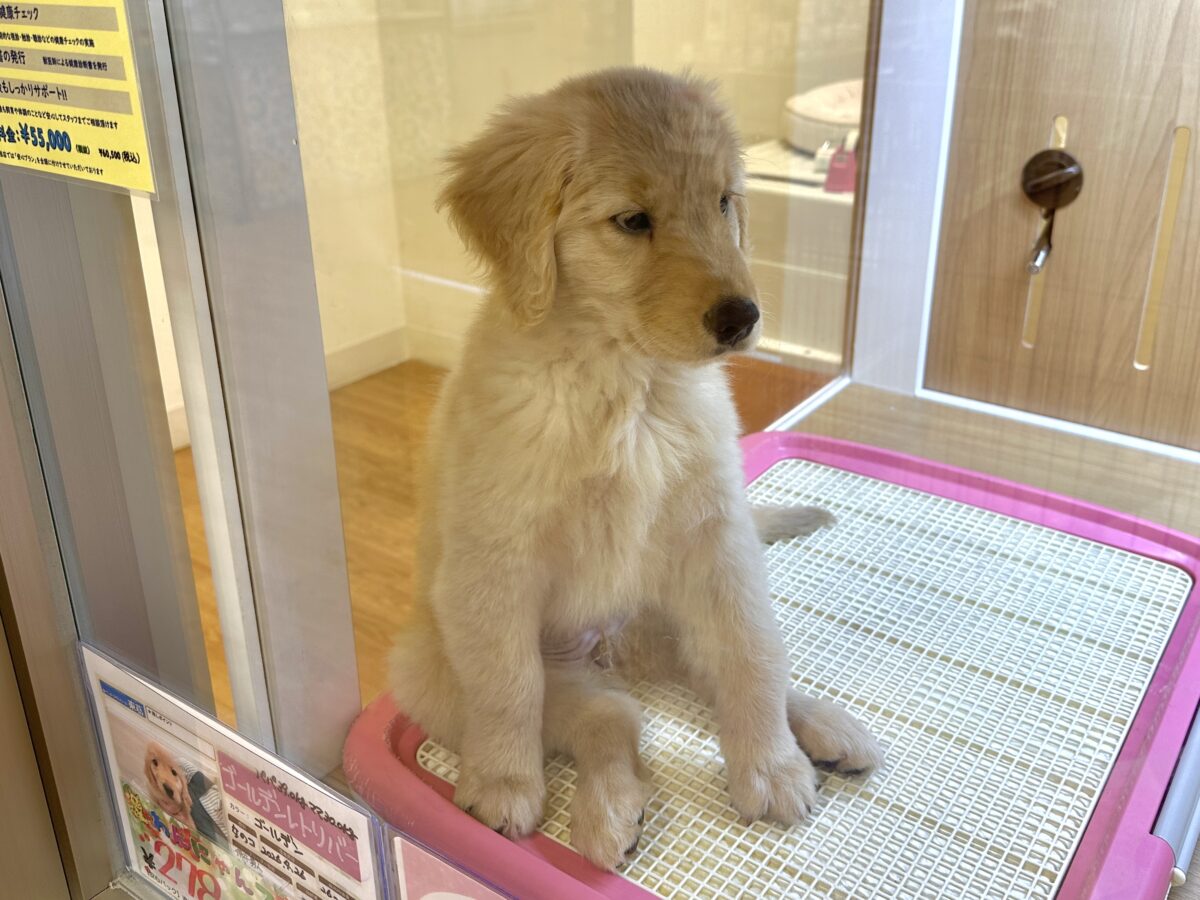 ゴールデンレトリバー