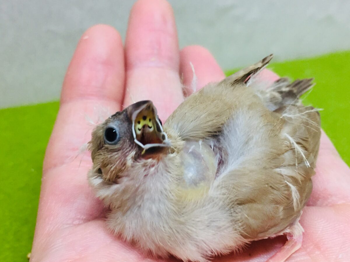 錦花鳥（キンカチョウ）