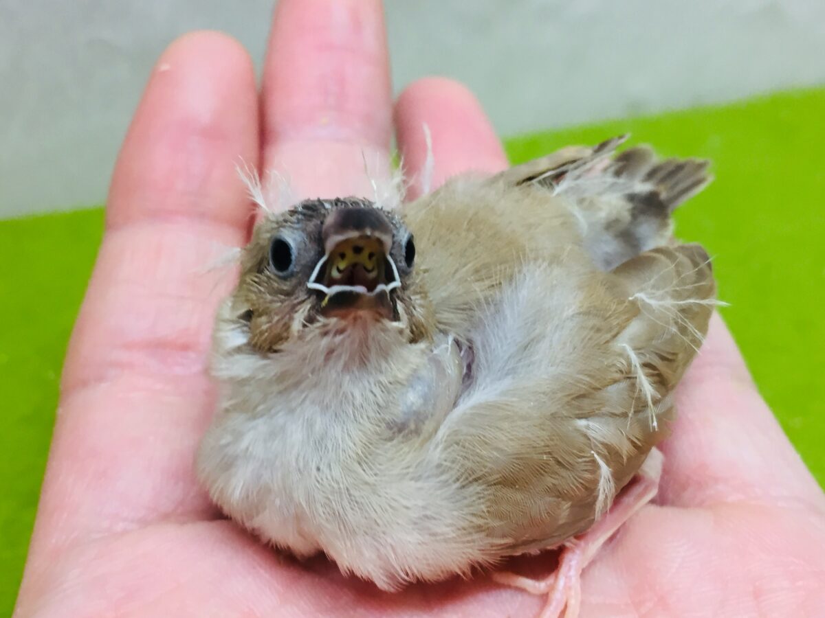 錦花鳥（キンカチョウ）