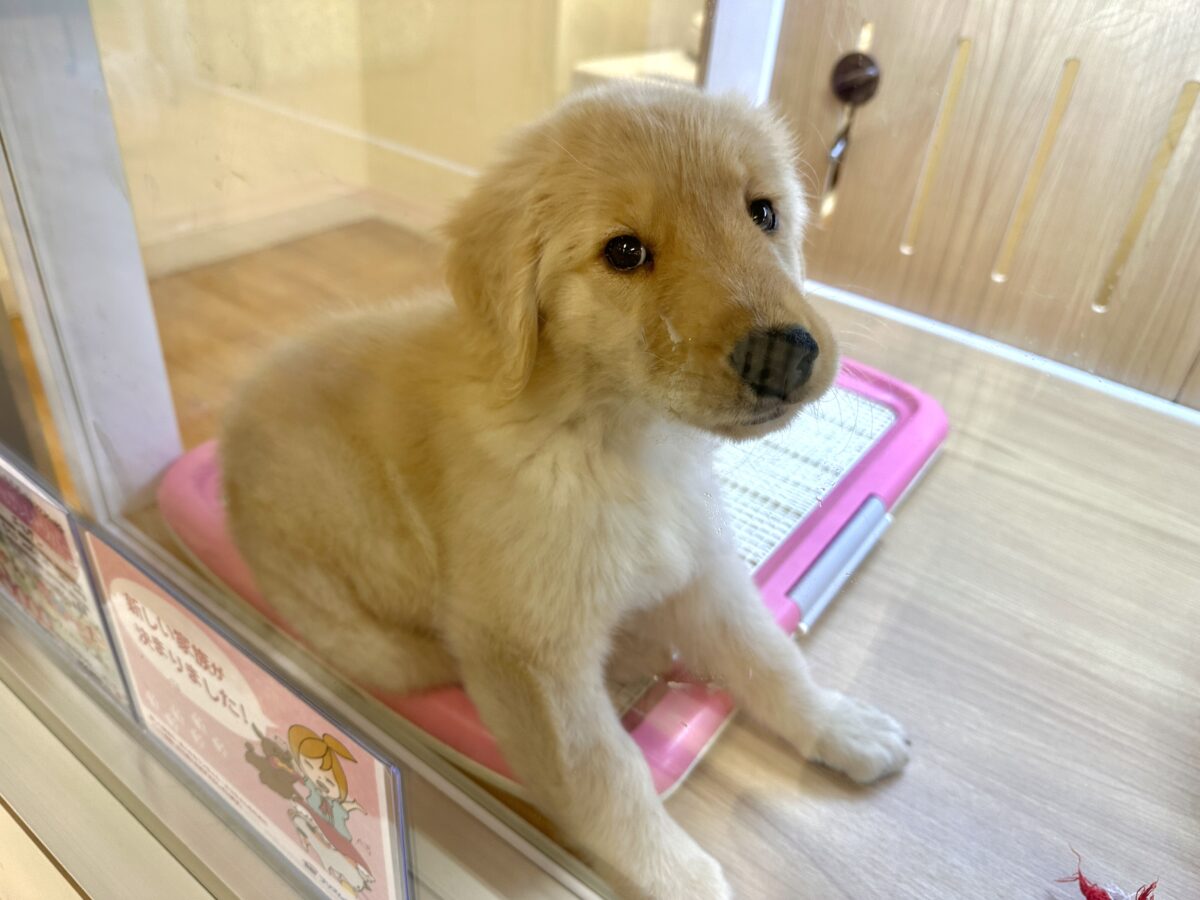 ゴールデンレトリバー