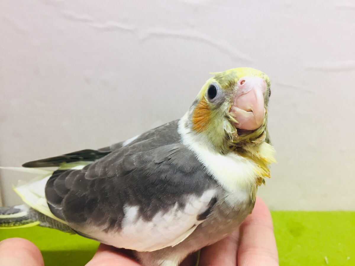 オカメインコ