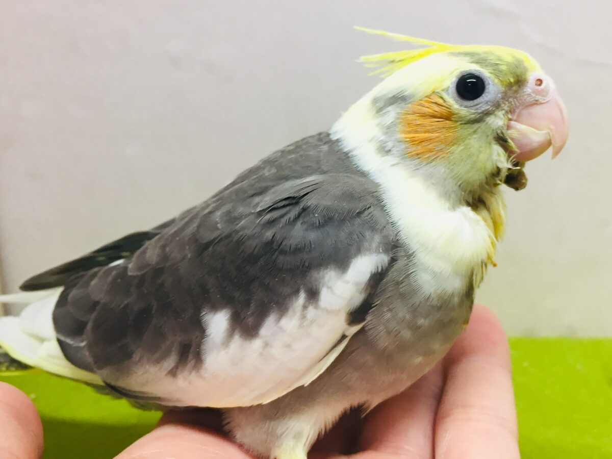 オカメインコ