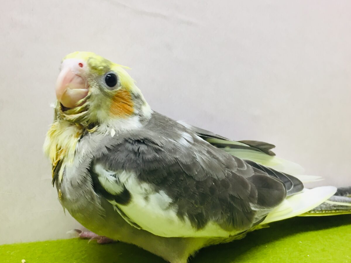 オカメインコ