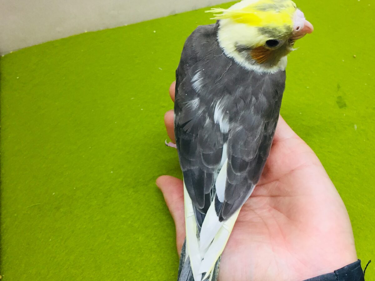 オカメインコ