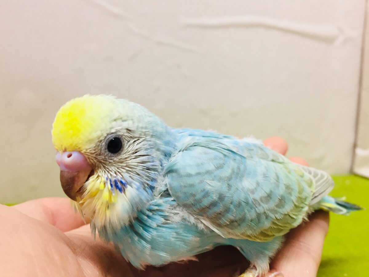 デニムリメイクバッグS 黄フリンジ　レインボー鳥さん ①とってもカラフル🌈✨レインボー系カラーのセキセイちゃんがやってき