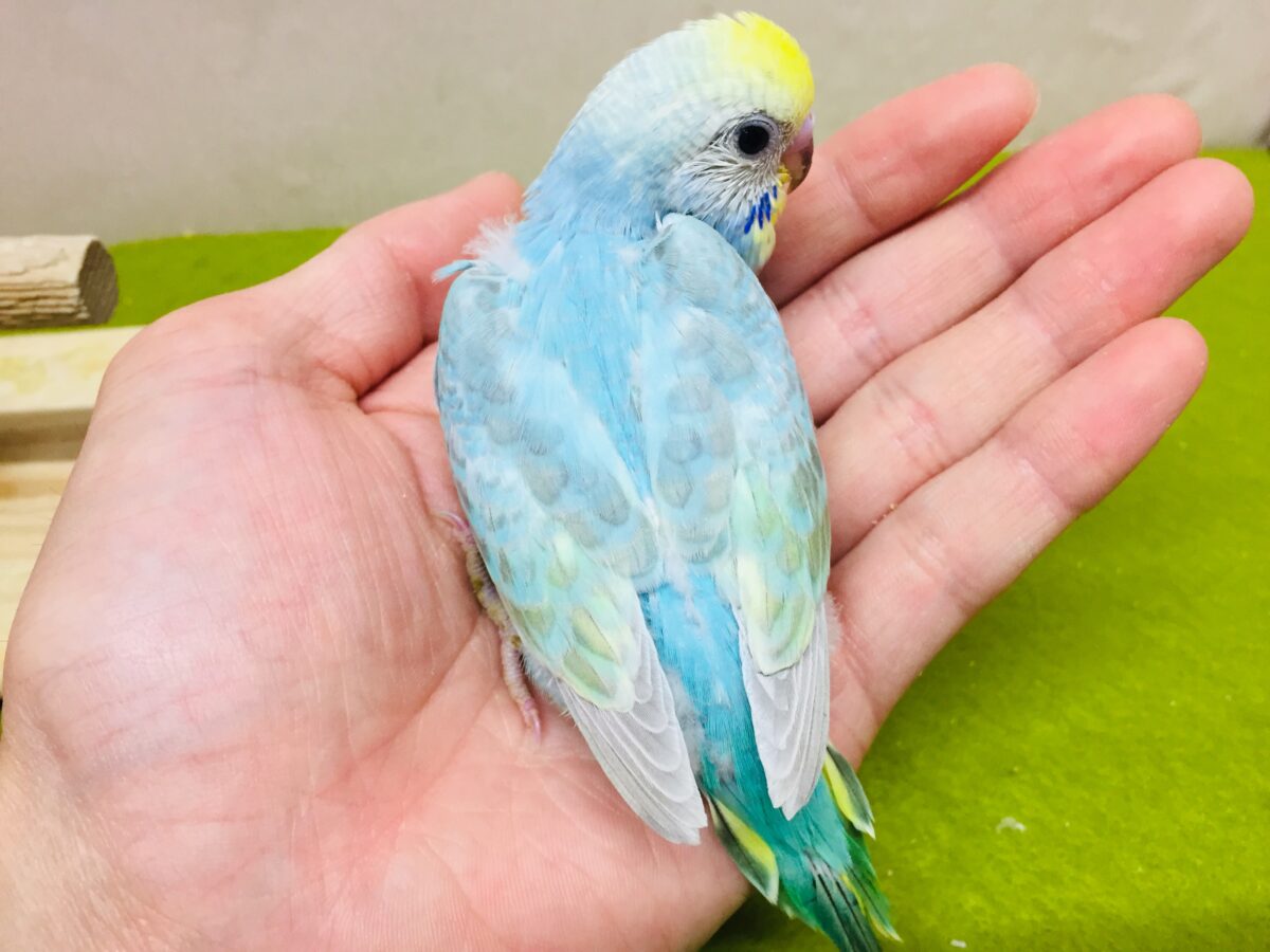 ①とってもカラフル🌈✨レインボー系カラーのセキセイちゃんがやってき