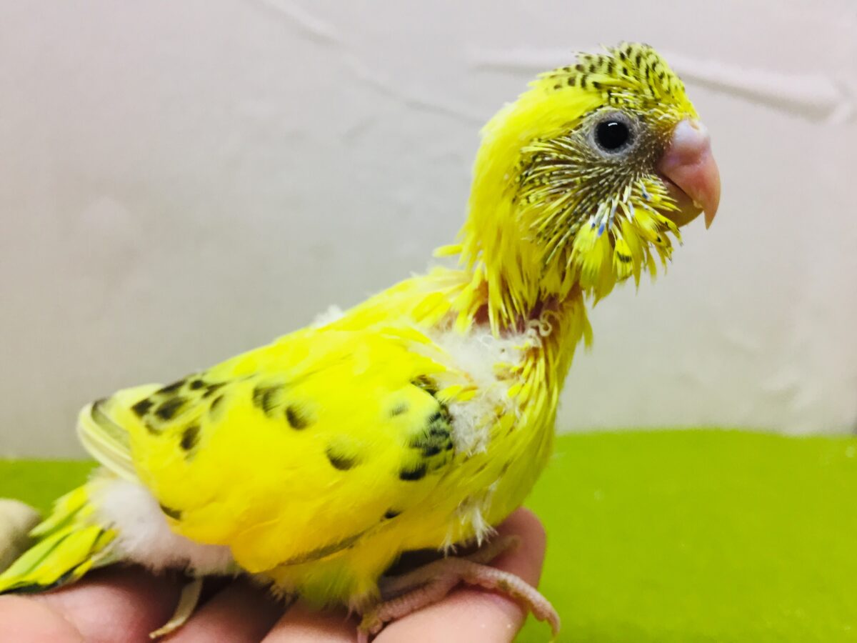 セキセイインコ