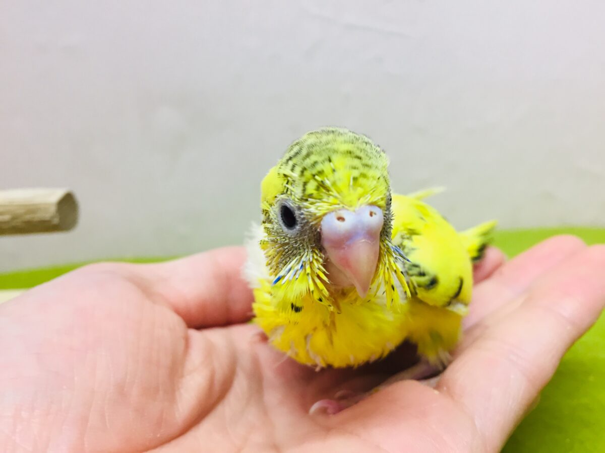 セキセイインコ