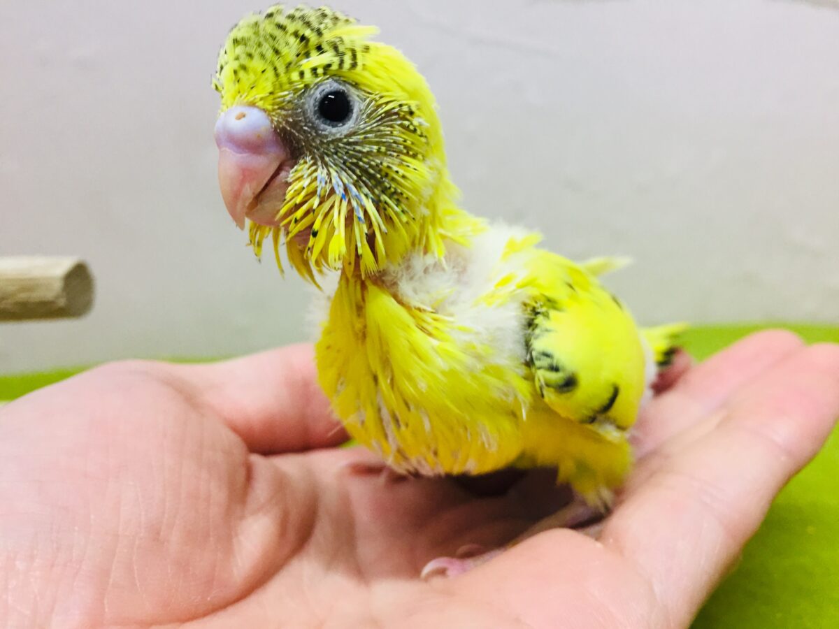 イエローハルクインカラーのセキセイちゃんがやってきましたよ～💛♥💛♥