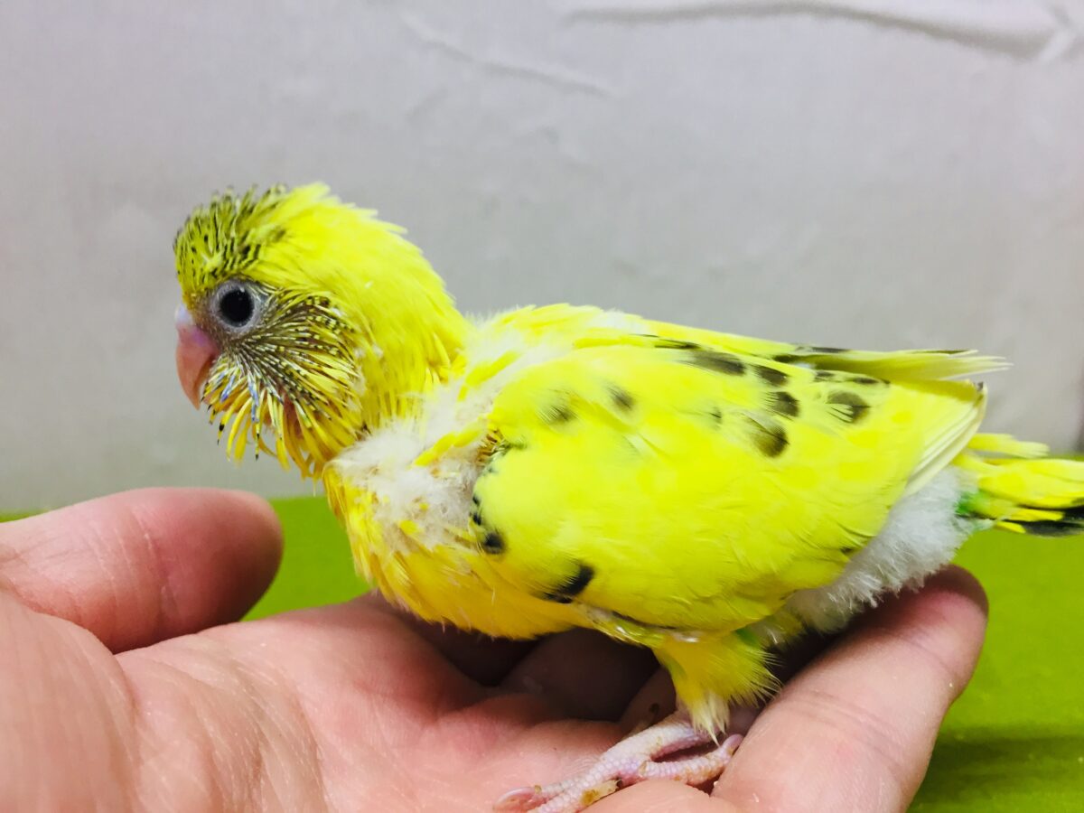 セキセイインコ