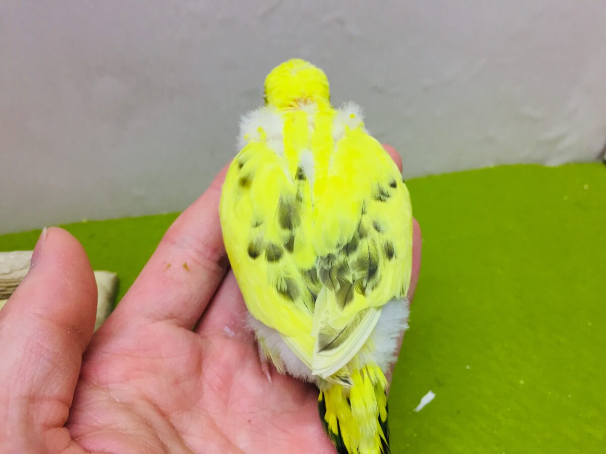 セキセイインコ
