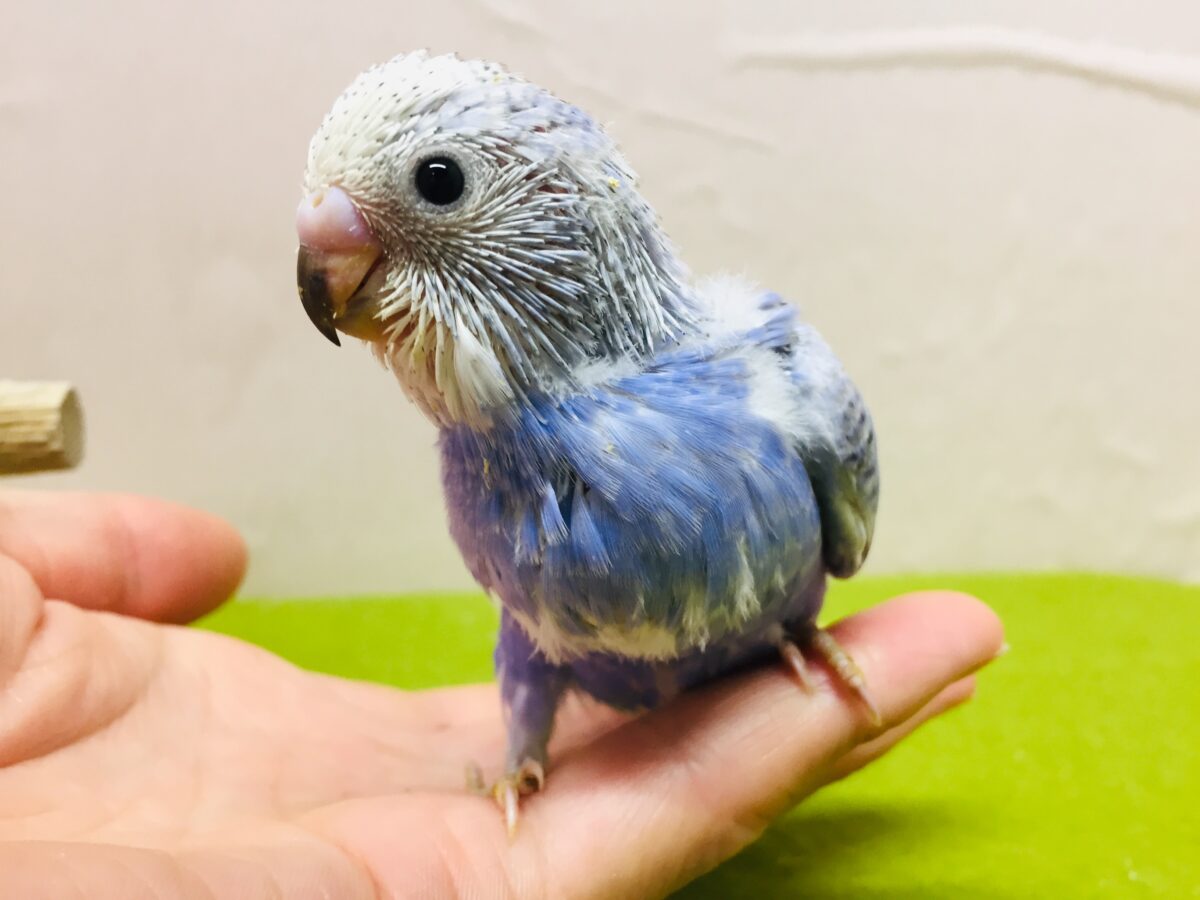 💙💙💙セキセイインコ（ブルースパングル）💙💙💙