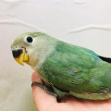 久々入舎✨✨ブルーチェリーカラーのコザクラインコさんがやってきましたよ～💙💚💙💚