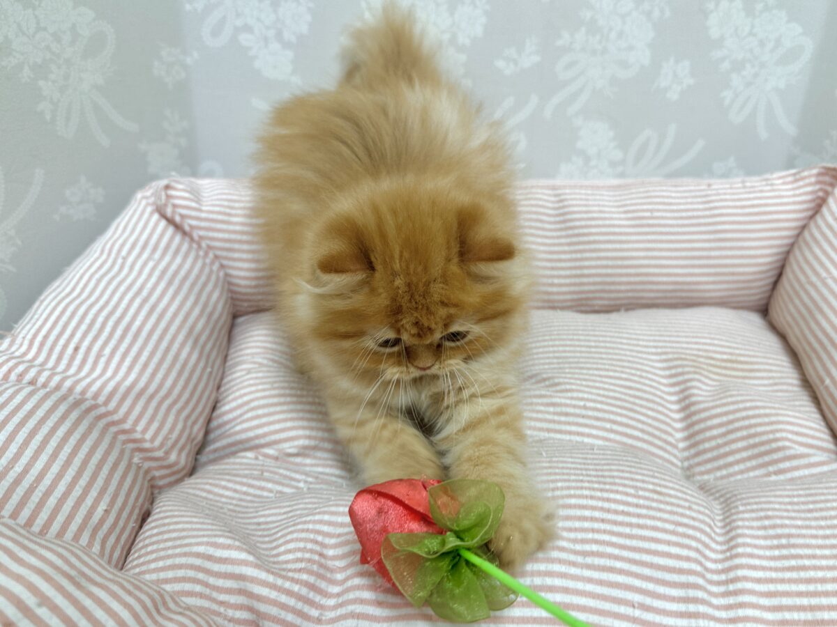 愛らしさ全開🤍˚ʚ🧸ɞ˚☁️フォールデックス女の子 フォールデックス