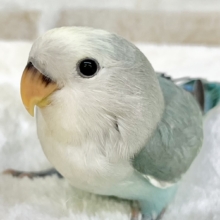 個性が出るカラーです😄✨　コザクラインコ（ブルーチェリーパイド）