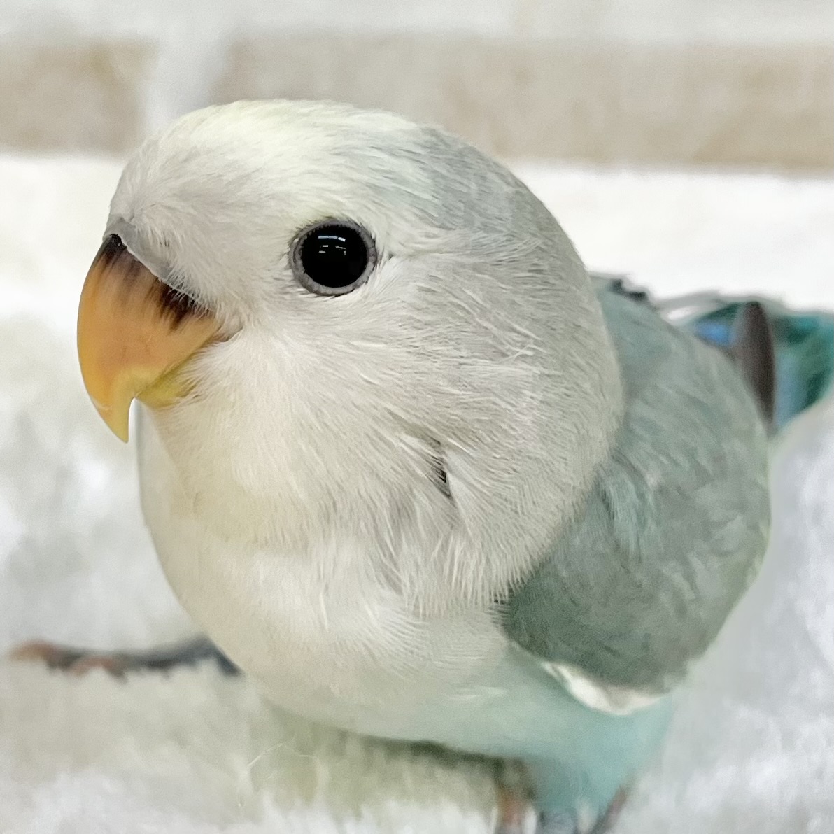 個性が出るカラーです😄✨　コザクラインコ（ブルーチェリーパイド）