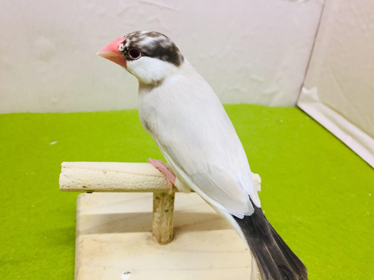 シナモン文鳥