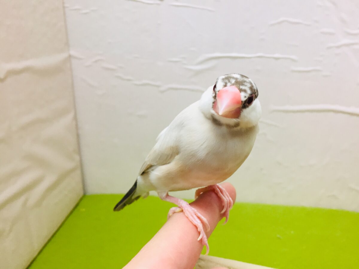 シナモン文鳥