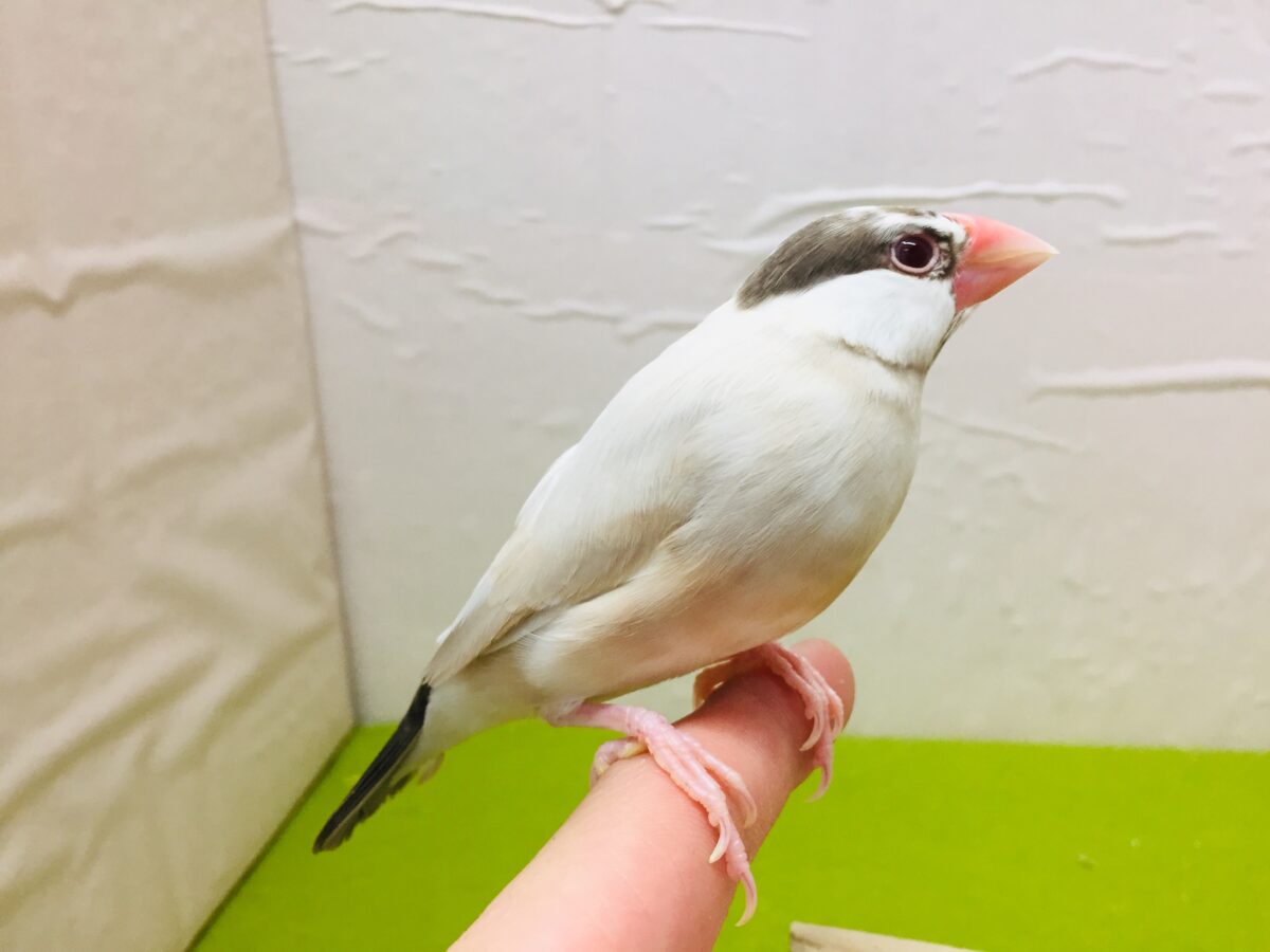 シナモン文鳥