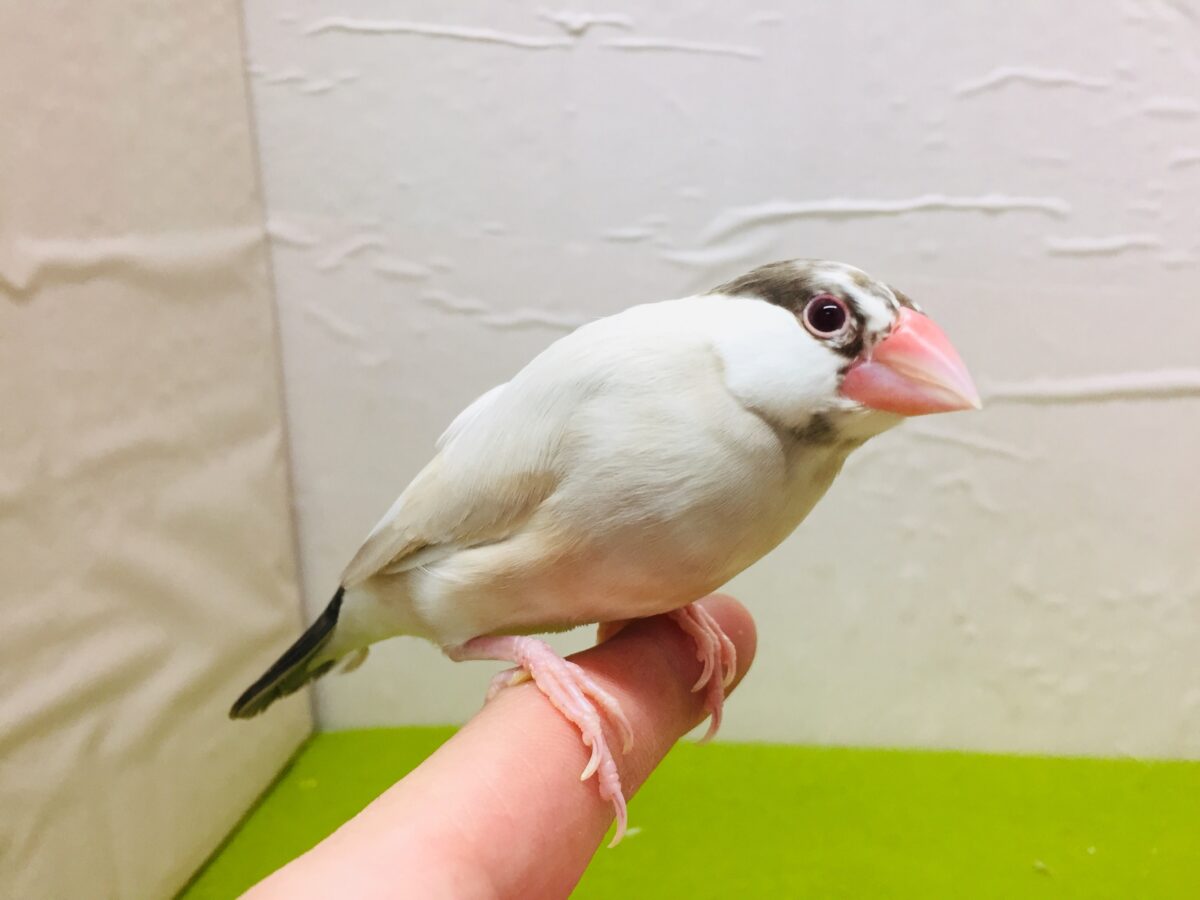 シナモン文鳥