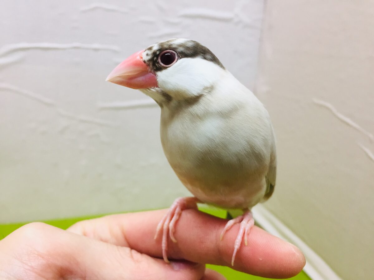 【🌟最新画像更新🌟】ミルクティーちゃんがやってきましたー(*´ω`*)💛💛　シナモン文鳥