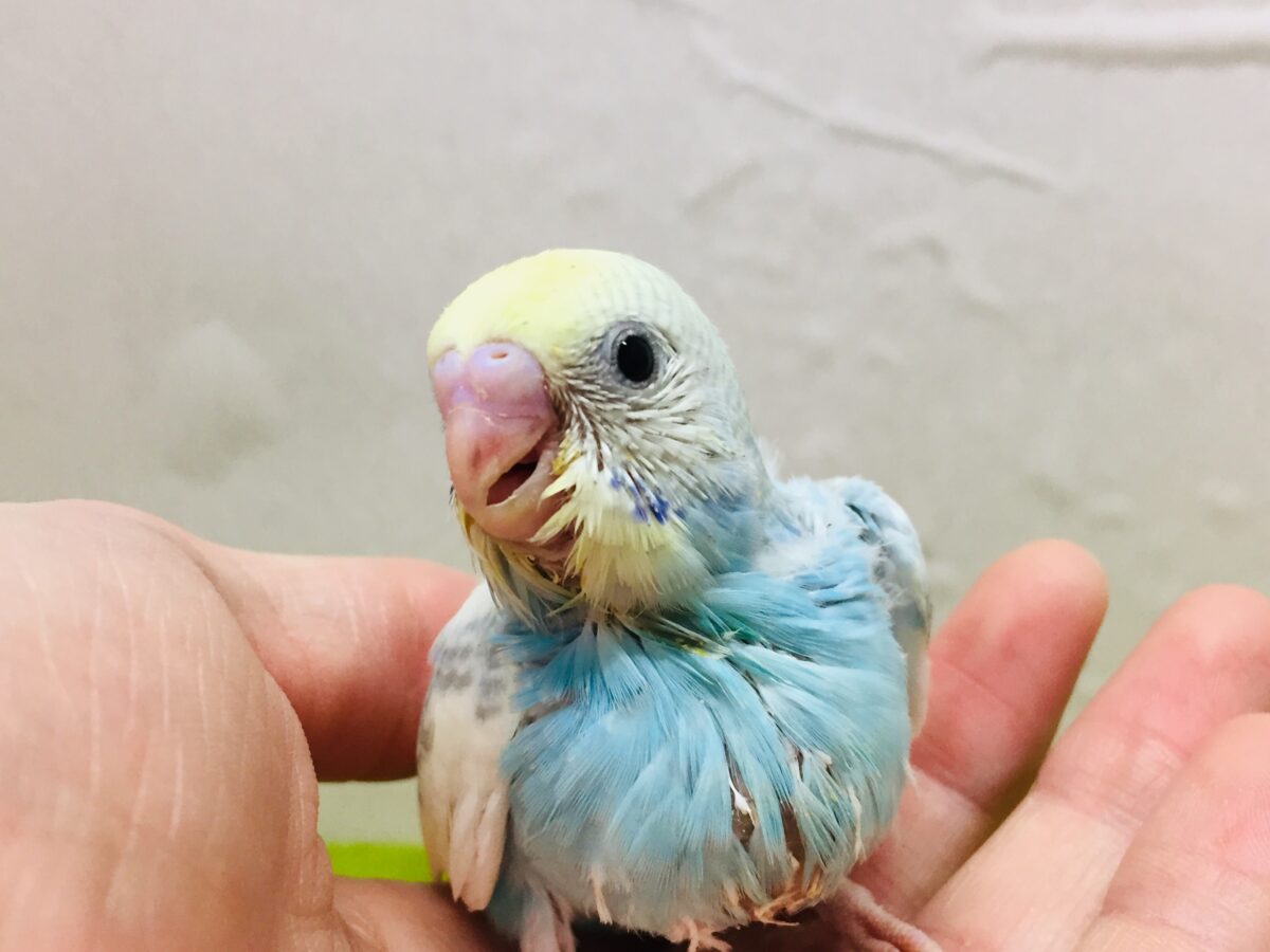 セキセイインコ