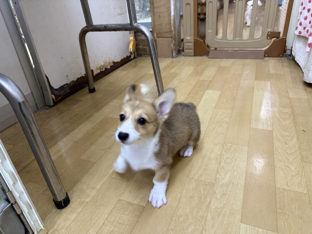 ウェルシュコーギー・ペンブローグ