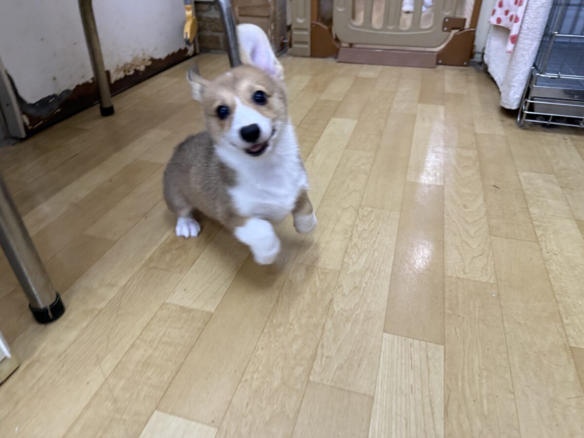 ウェルシュコーギー・ペンブローグ
