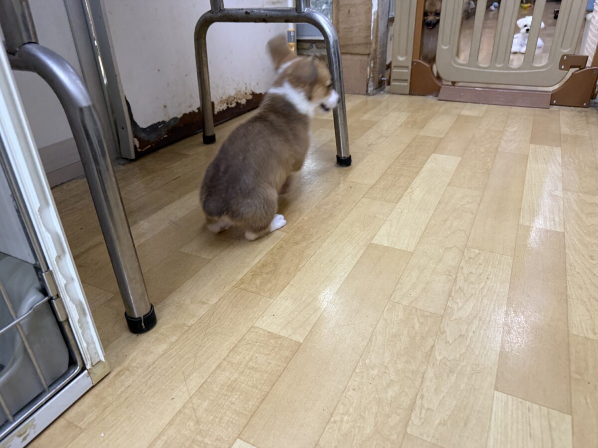 ウェルシュコーギー・ペンブローグ