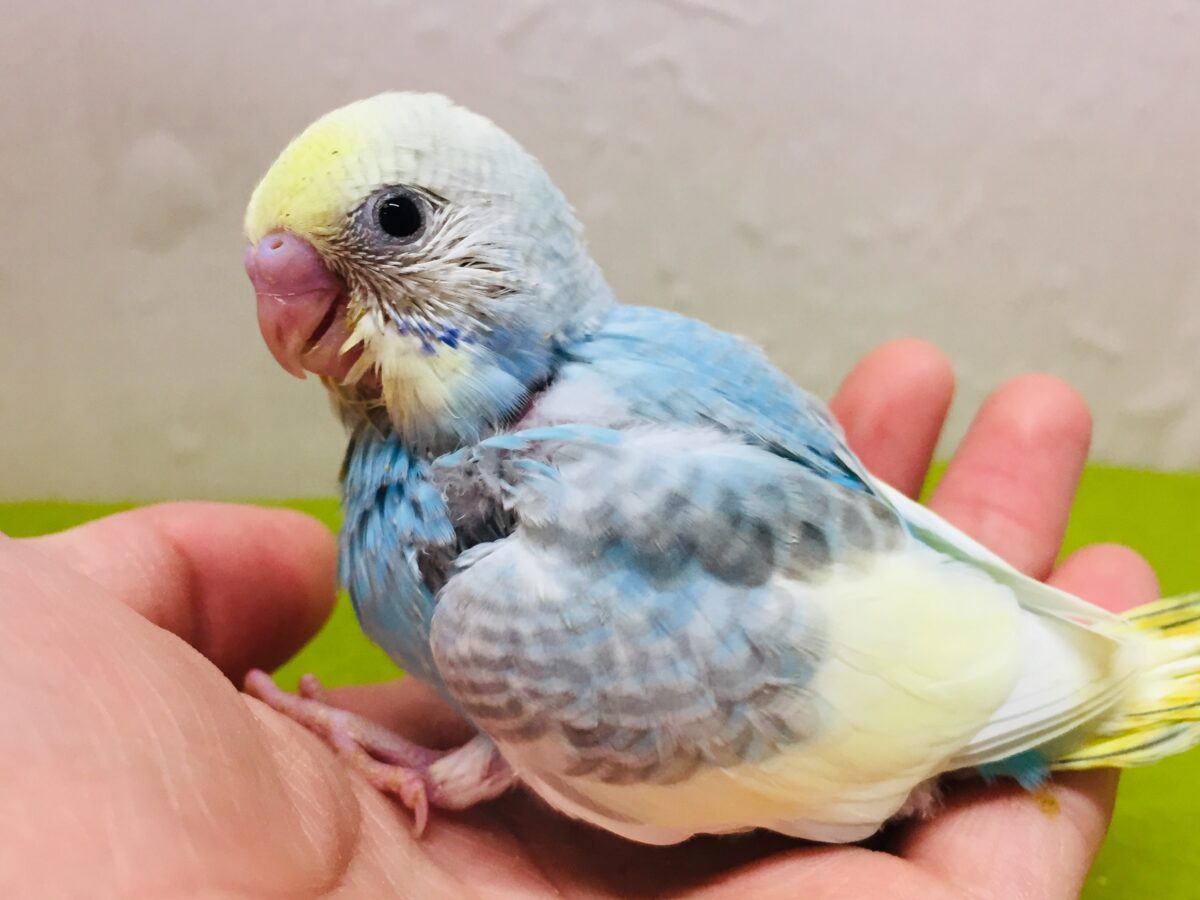 ①🌈🌈🌈セキセイインコ（レインボー系）🌈🌈🌈