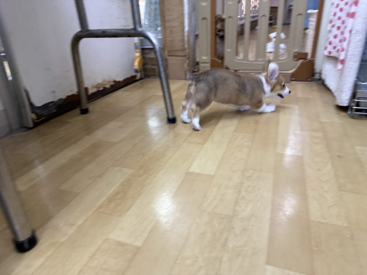 ウェルシュコーギー・ペンブローグ