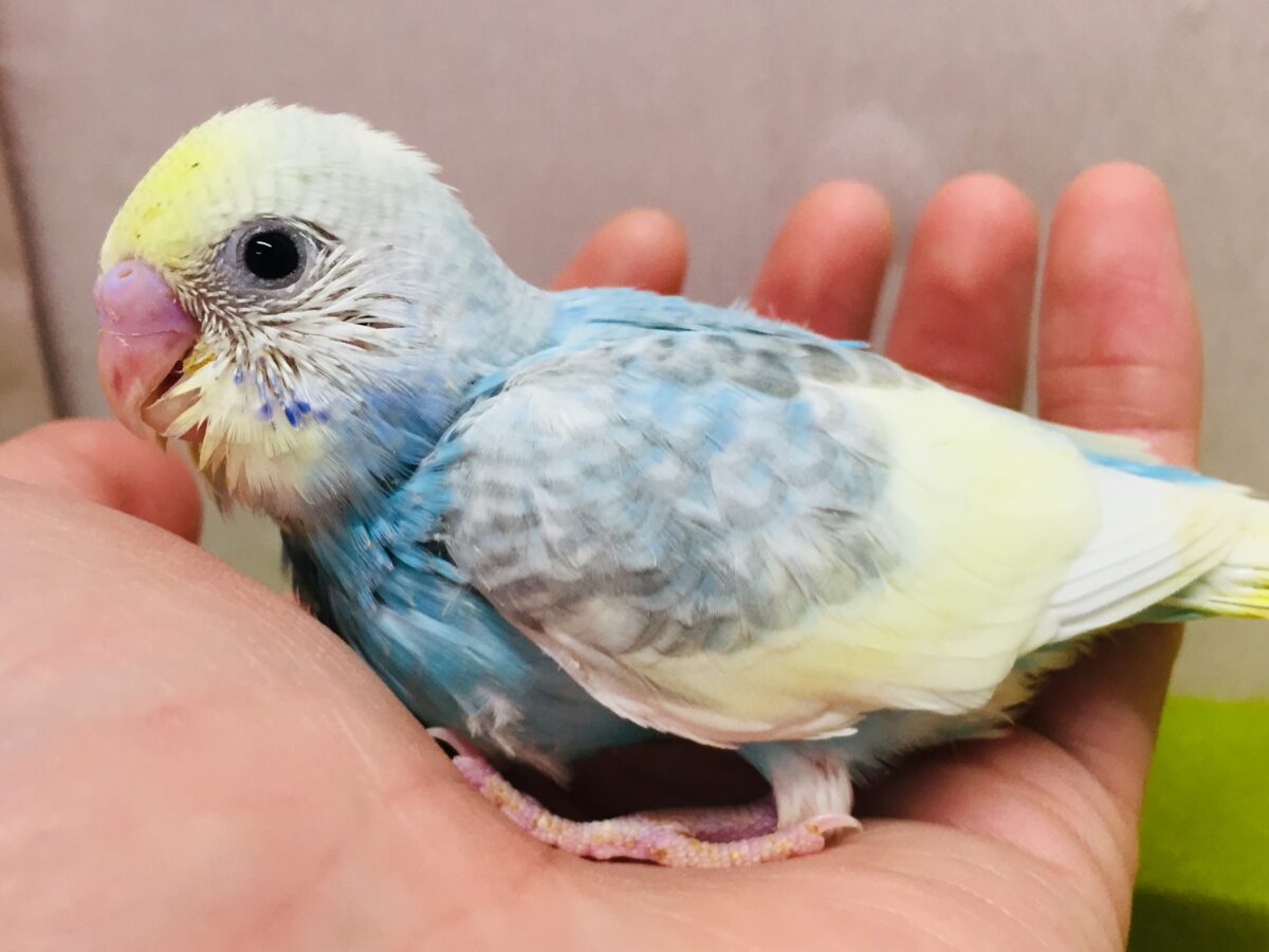 セキセイインコ