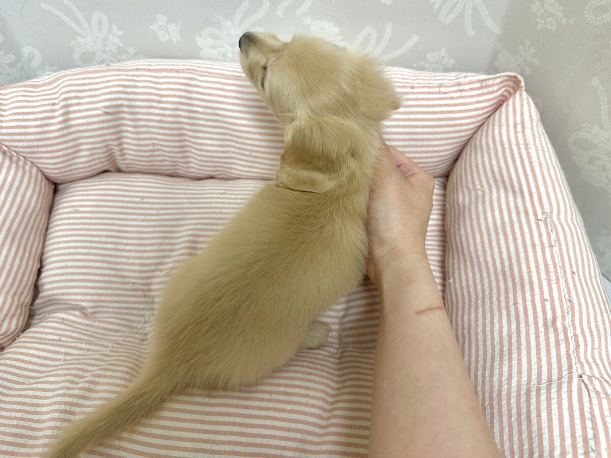 ミニチュアダックス