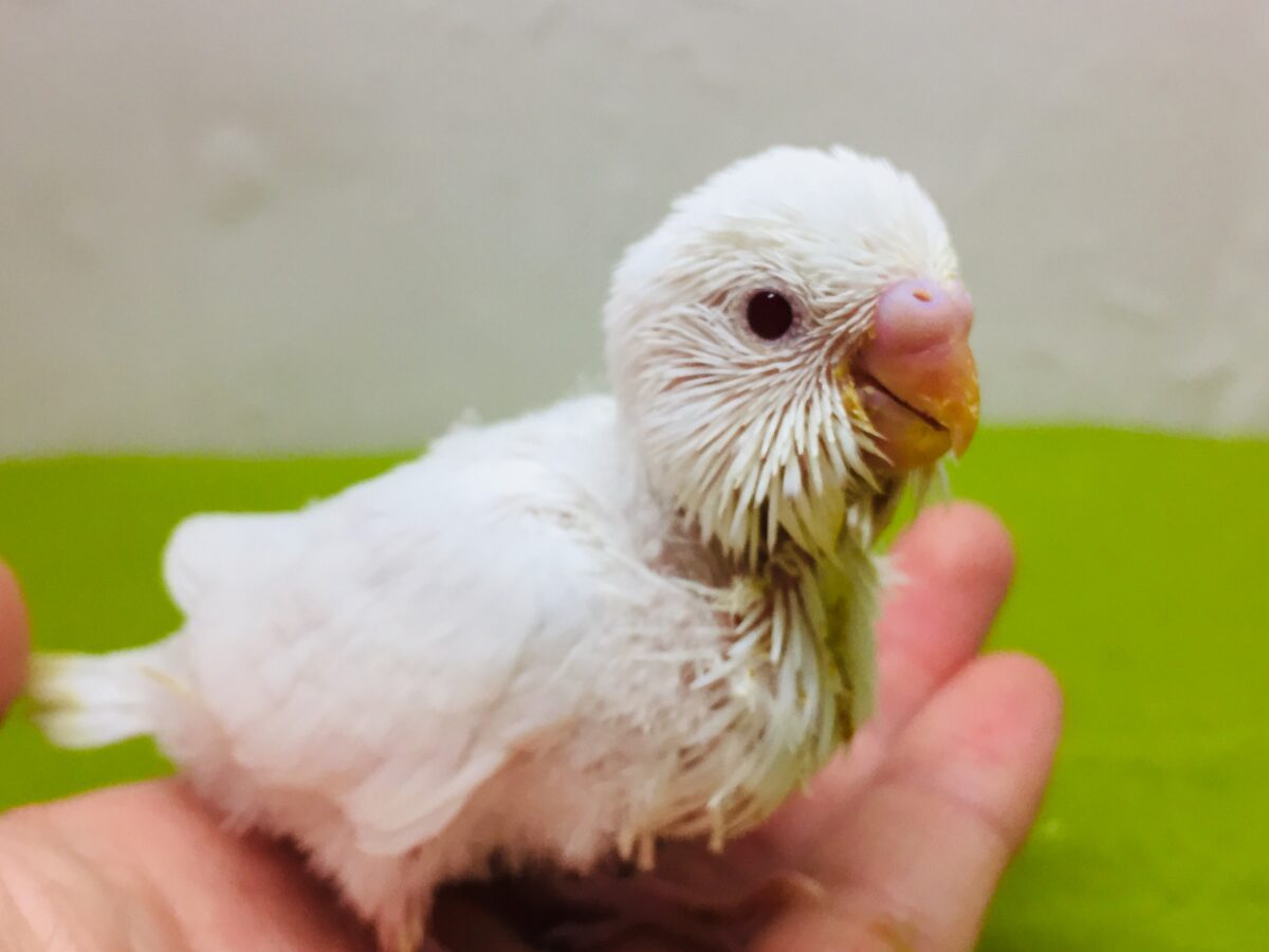 真っ白赤目のアルビノカラー💖💖　セキセイインコ