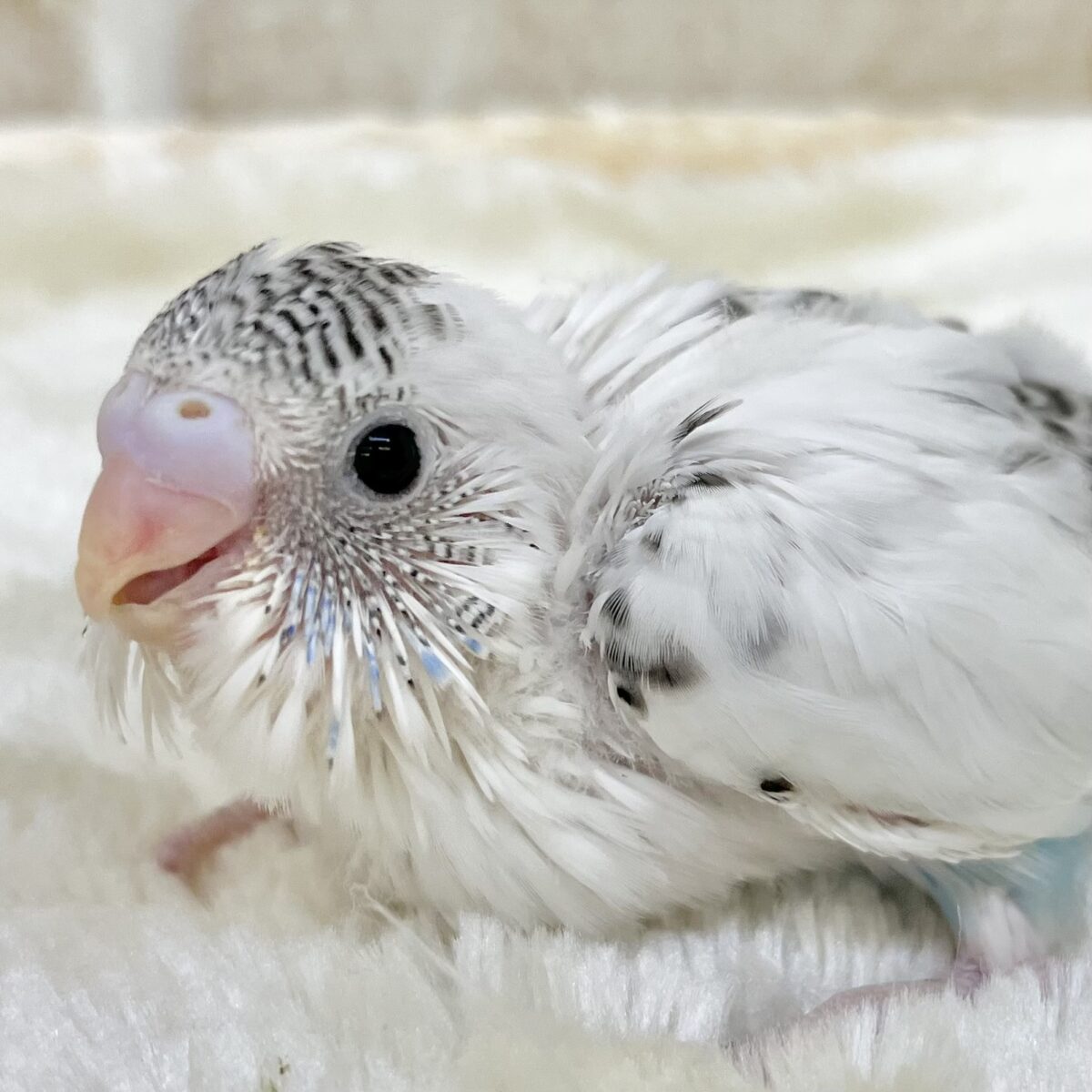 ふくふく豆大福〜ミントを添えて🫘✨　セキセイインコ（ハルクイン）