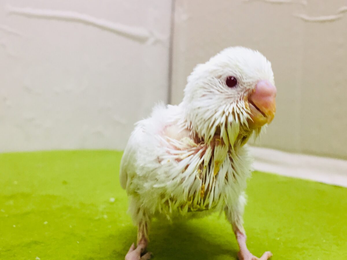 セキセイインコ