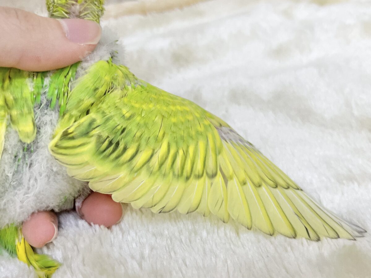 セキセイインコ