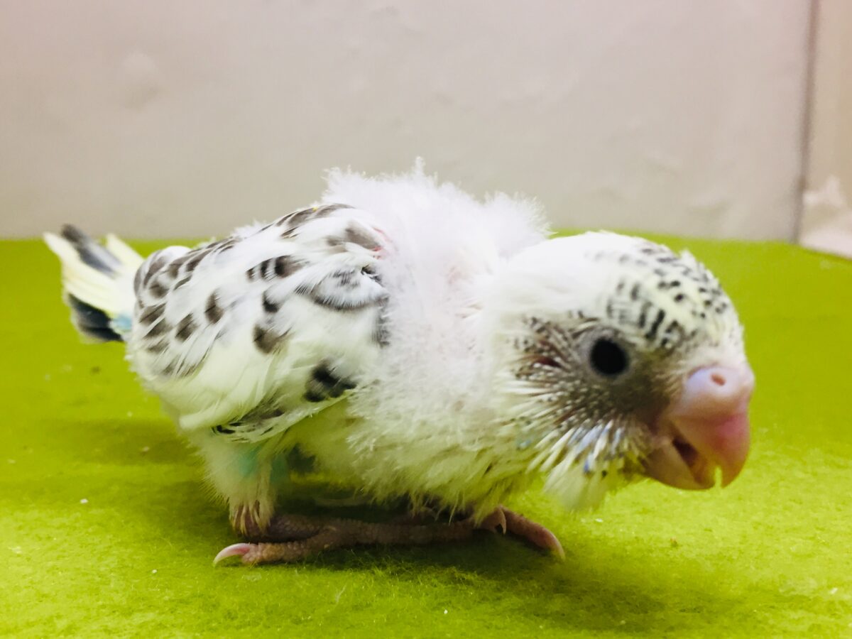 四色ハルクインカラーのセキセイちゃんがやってきましたよ～💙💛💚　セキセイインコ
