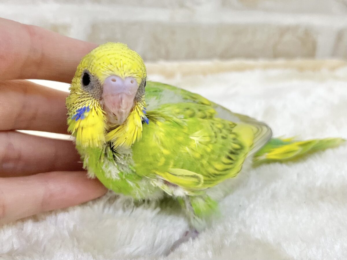 セキセイインコ