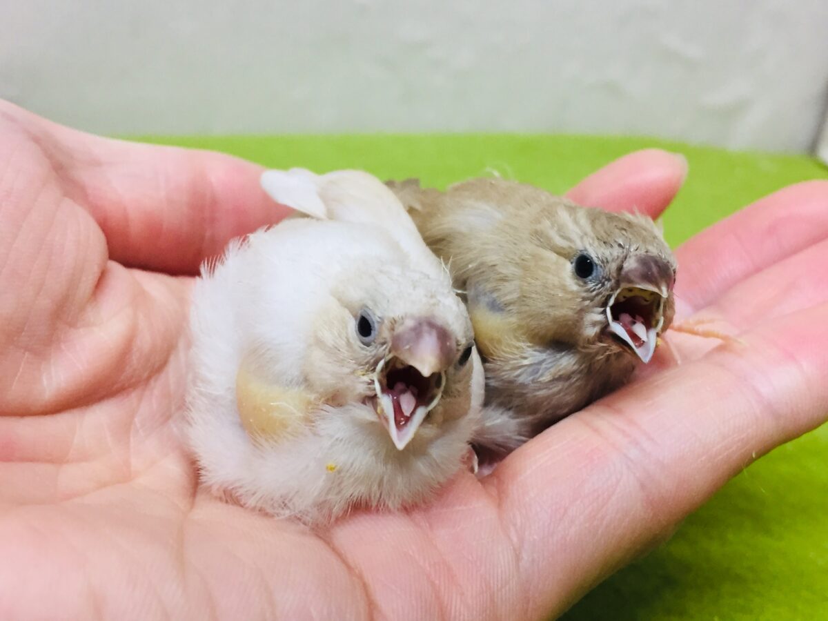 錦花鳥（キンカチョウ）