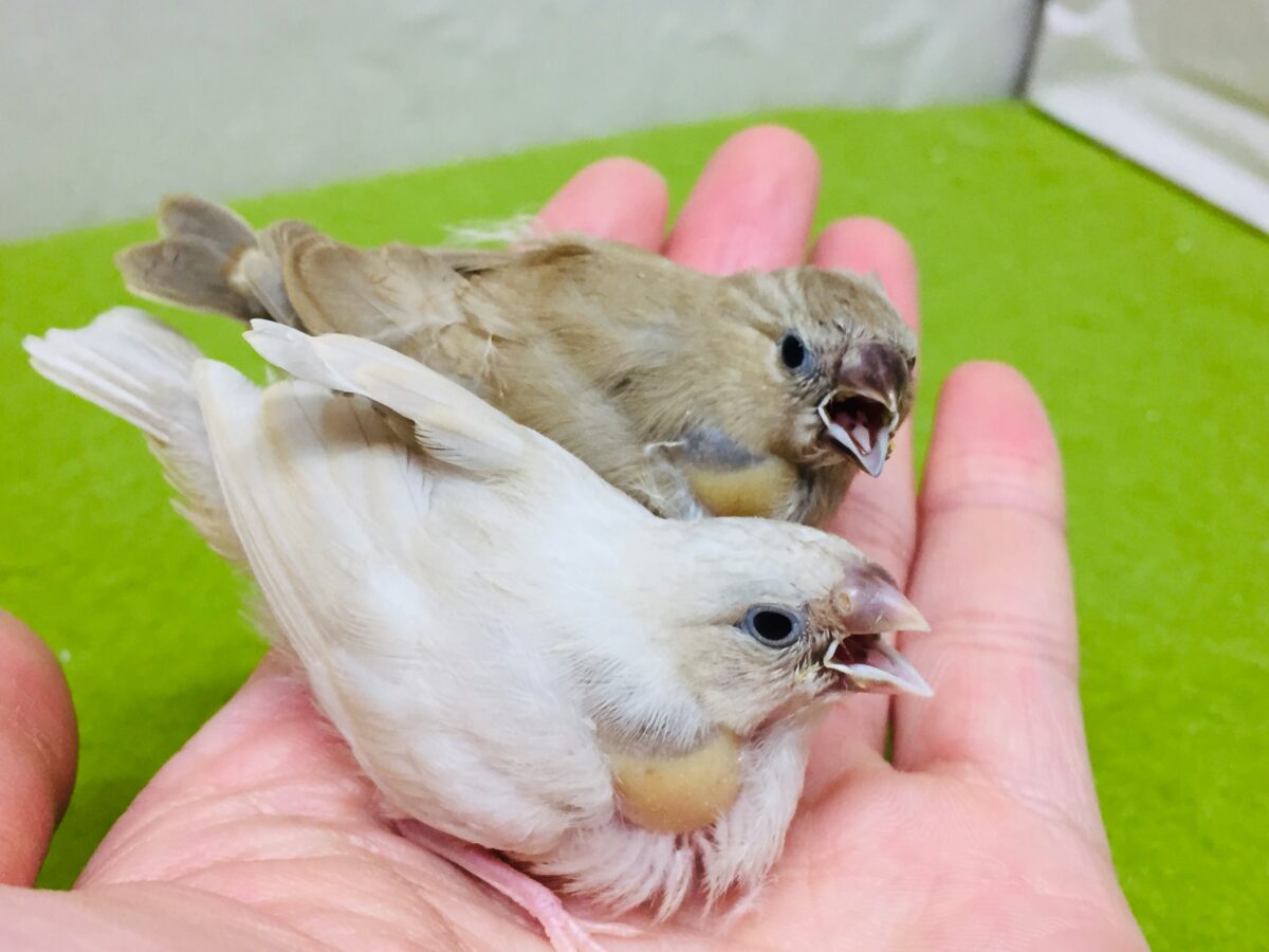 錦花鳥（キンカチョウ）