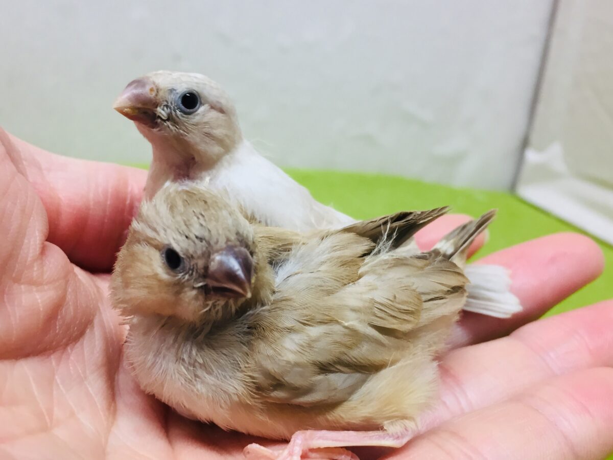 錦花鳥（キンカチョウ）