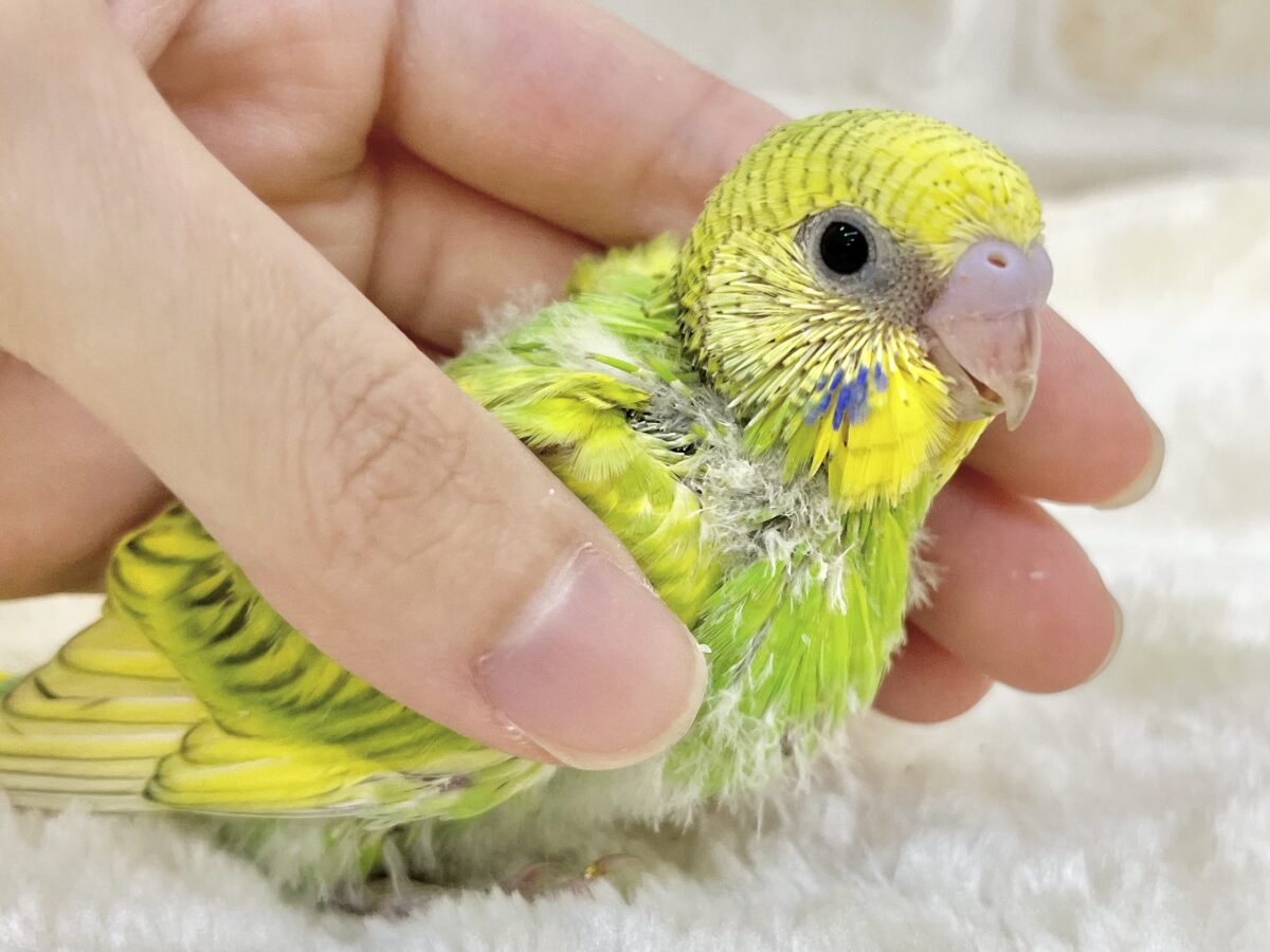 セキセイインコ