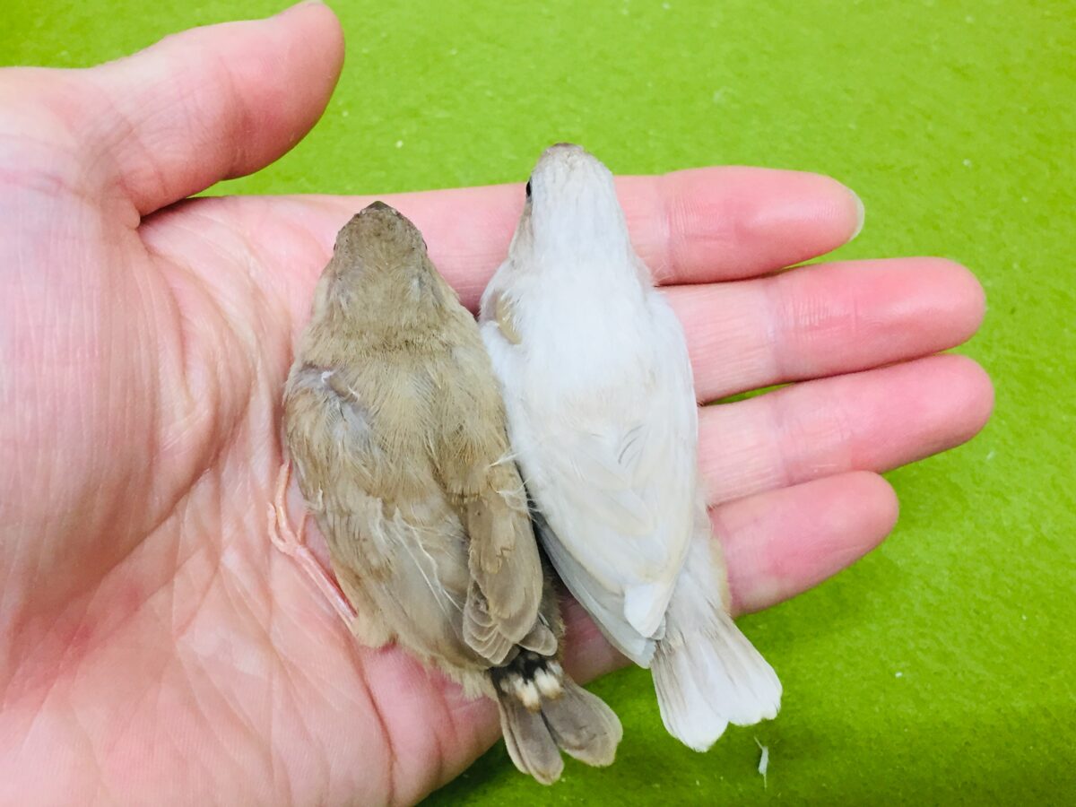 錦花鳥（キンカチョウ）